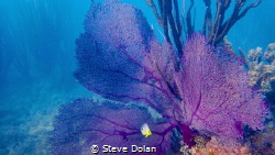 Four Spot Butterfty and Puple Sea Fan taken with Olympus ... by Steve Dolan 